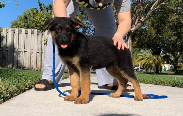 Male puppy black and red !! – $1800 (Miami)
