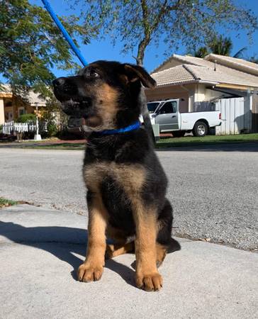 Male puppy black and red !! – $1800 (Miami)