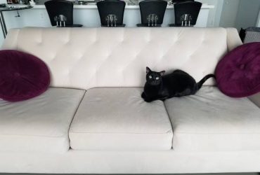 White microfiber sofa and Damask print chair (Downtown Miami condo)