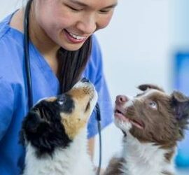 Clinic Assistant – Veterinary/Customer Service (Fort Lauderdale)