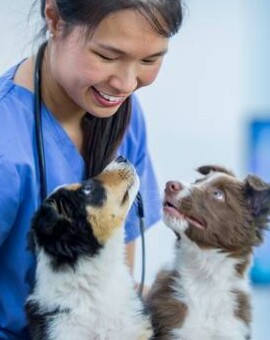 Clinic Assistant – Veterinary/Customer Service (Fort Lauderdale)