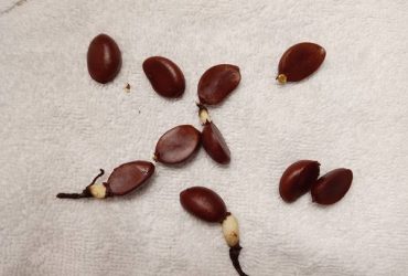 Black Sapote Seeds, FRESH, 2 for $5 (Hollywood at Washington Street and 24th)
