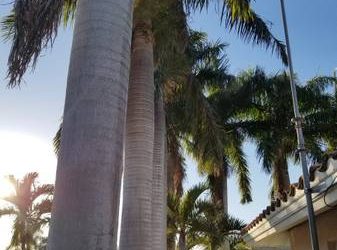 Royal Palm trees (Bradenton)