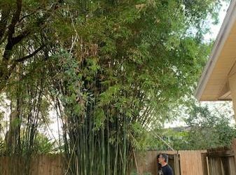 Bamboo (Winter springs)