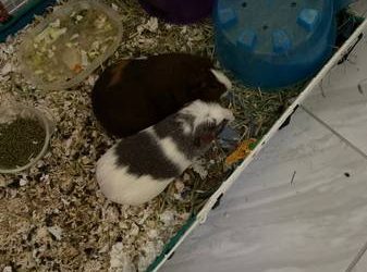 Free 2 guinea pigs (Lauderhill)