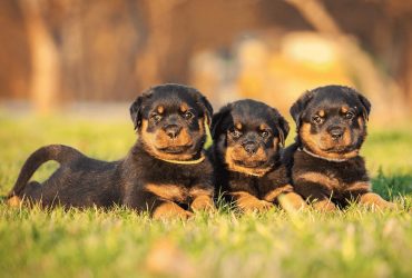 Bring Home A Loyal and Loving Rotweiller Puppy | Kleeket LLC